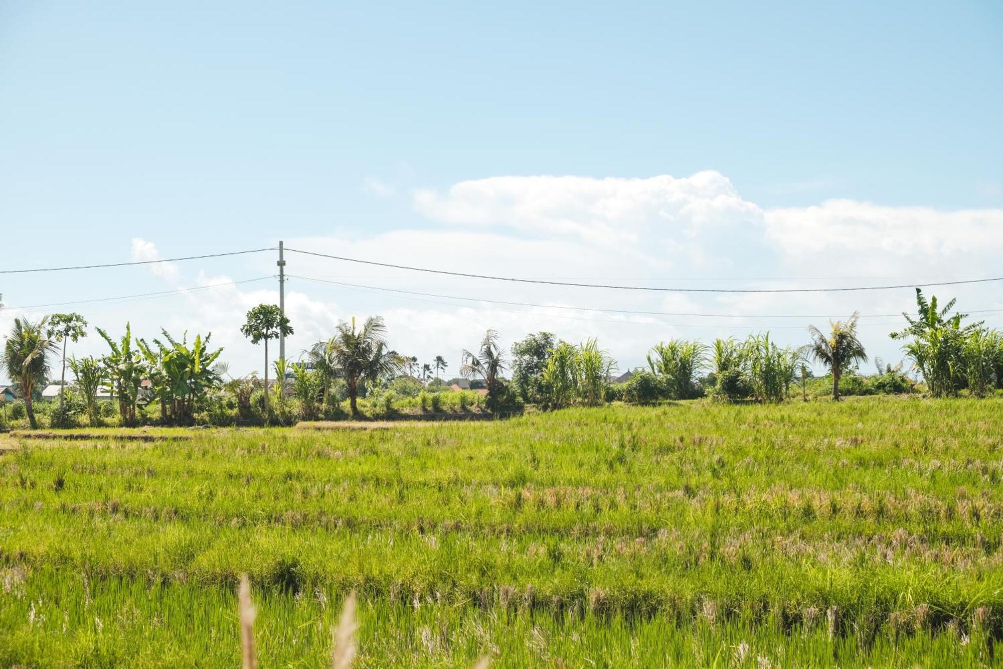 Padi Villa Canggu Exterior foto